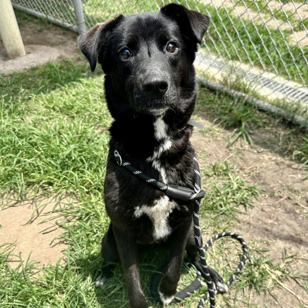 Enlarge Flora, a Adoptable mixed breed in Pittsburgh, PA image 5/6