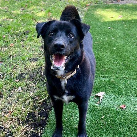 Enlarge Flora, a Adoptable mixed breed in Pittsburgh, PA image 6/6