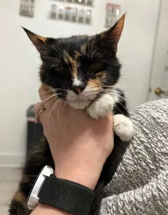 Cecelia, adopted, Senior Female Domestic Short Hair.