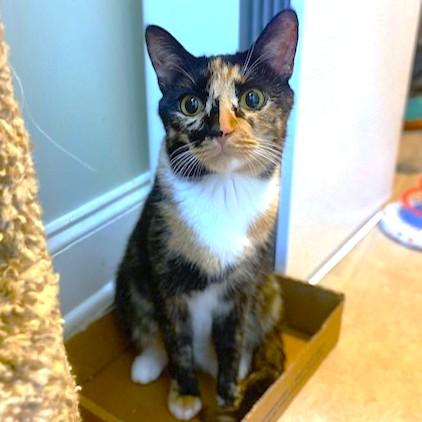 Calypso Rhythm! thumbnail 2