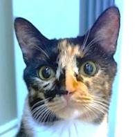 Calypso Rhythm! thumbnail 3