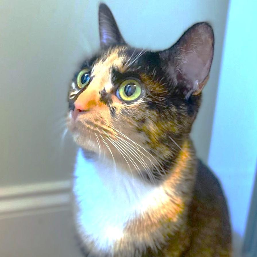 Calypso Rhythm! photo 1