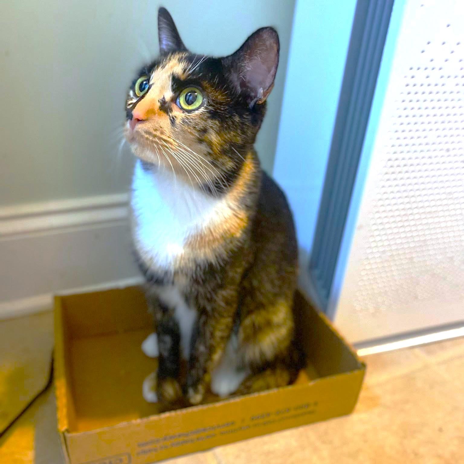 Calypso Rhythm! thumbnail 4