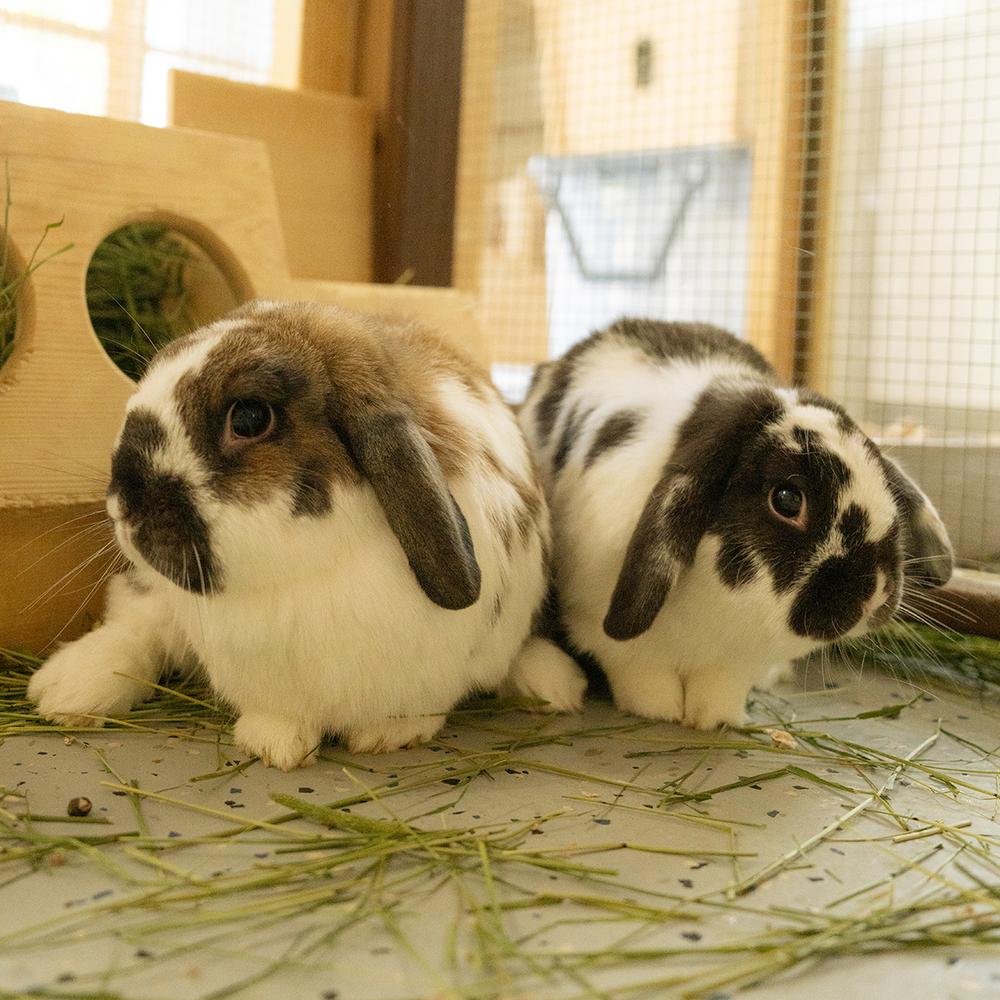 Karen and Benson, Adoptable, Adult Female Lop Eared.