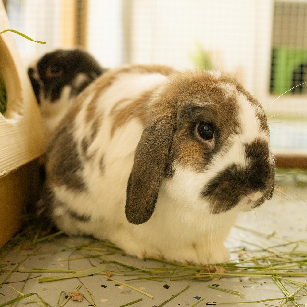Enlarge Karen and Benson, a Adoptable Lop Eared in Houston, TX image 2/6