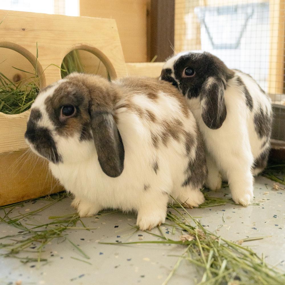 Enlarge Karen and Benson, a Adoptable Lop Eared in Houston, TX image 5/6