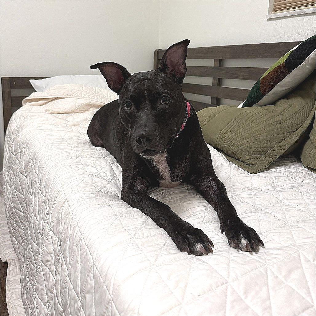 Mama Cass, Adoptable, Adult Female Mixed Breed.