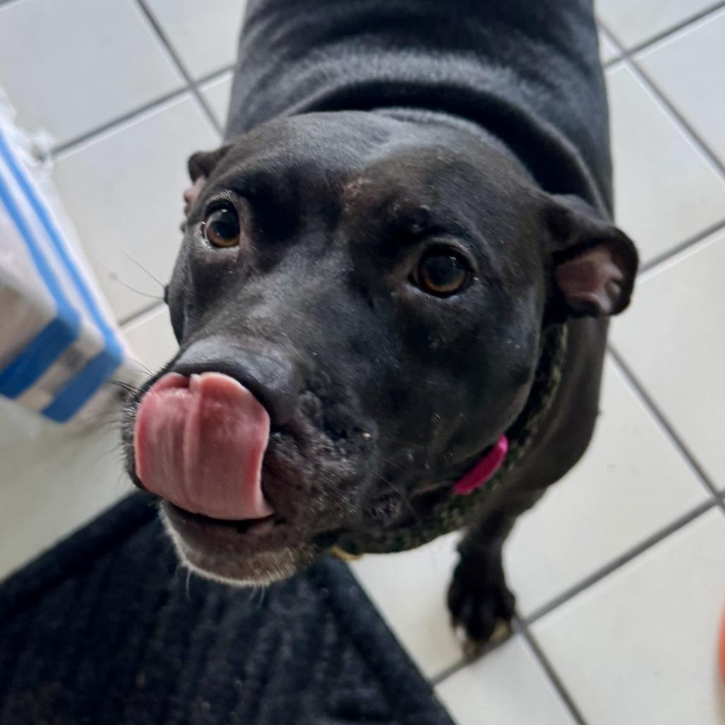 Enlarge Mama Cass, a Adoptable Mixed Breed in Gainesville, FL image 3/6