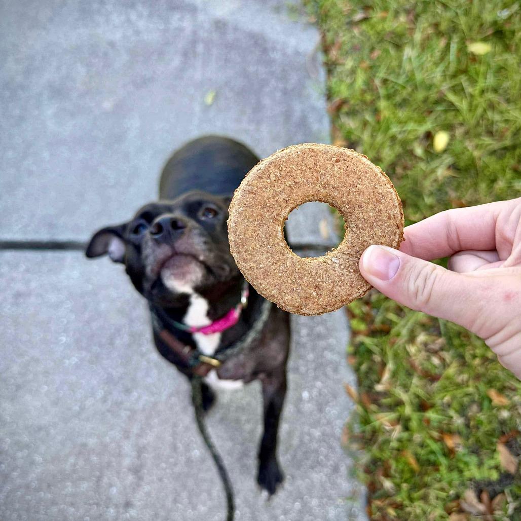 Enlarge Mama Cass, a Adoptable Mixed Breed in Gainesville, FL image 4/6