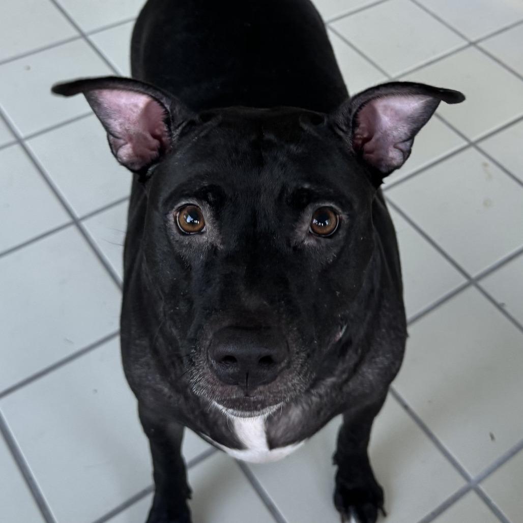 Enlarge Mama Cass, a Adoptable Mixed Breed in Gainesville, FL image 5/6