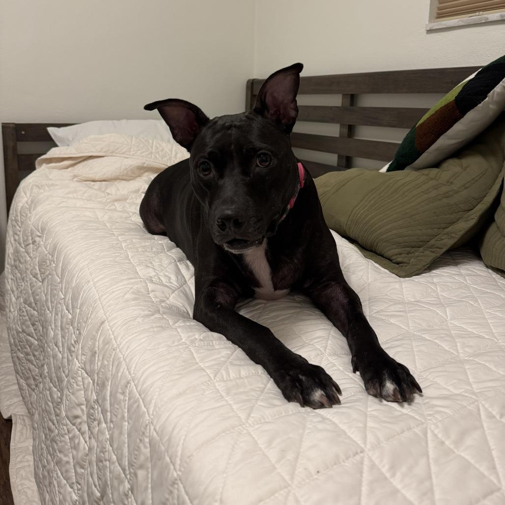 Enlarge Mama Cass, a Adoptable Mixed Breed in Gainesville, FL image 6/6