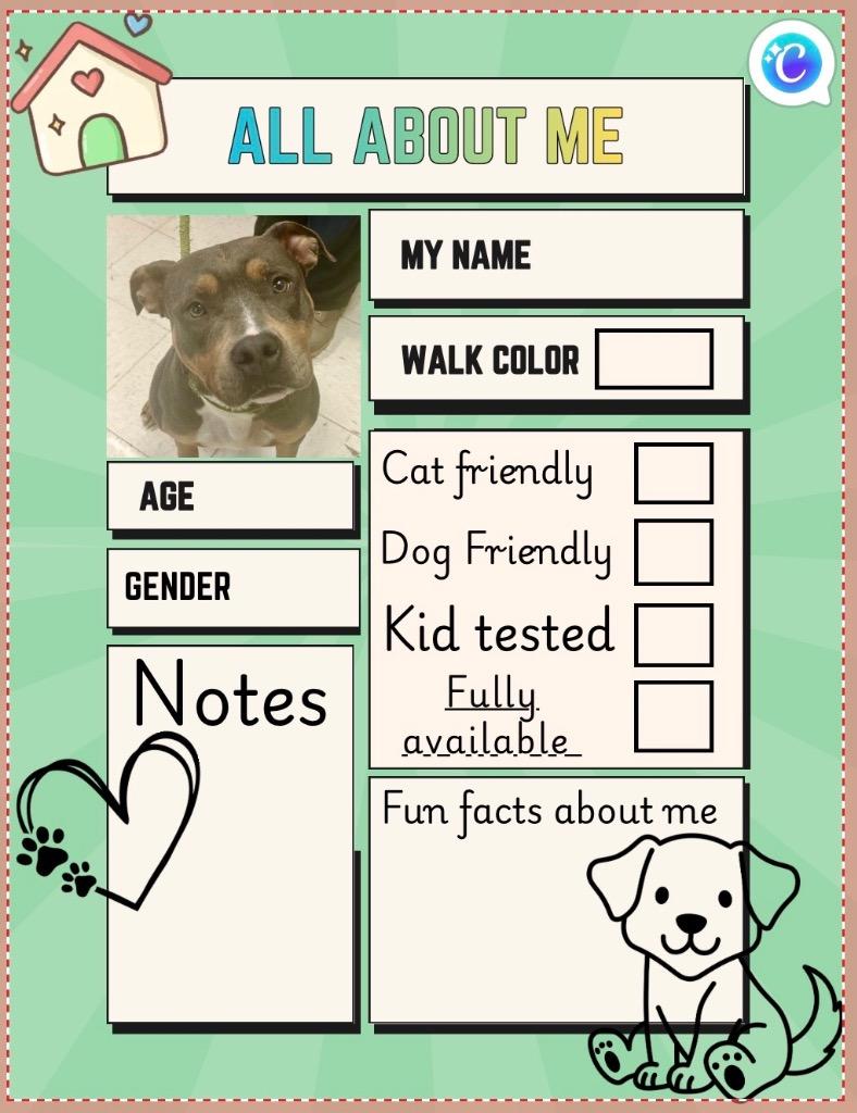 Nika, Adoptable, Adult Female Pit Bull Terrier.
