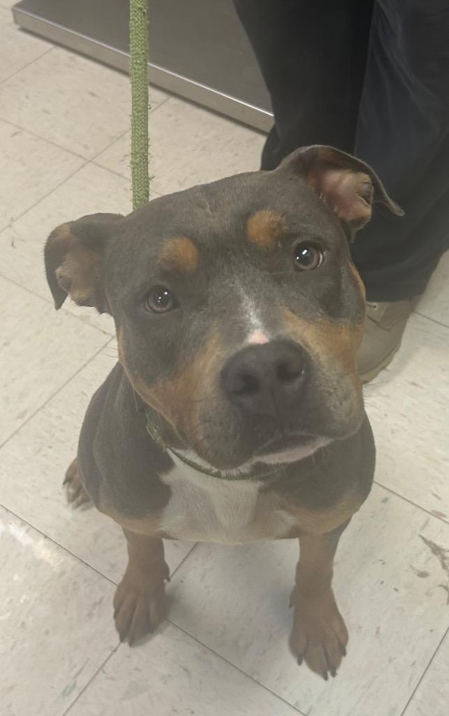 Enlarge Nika, a Adoptable Pit Bull Terrier in New Manchester, WV image 2/6