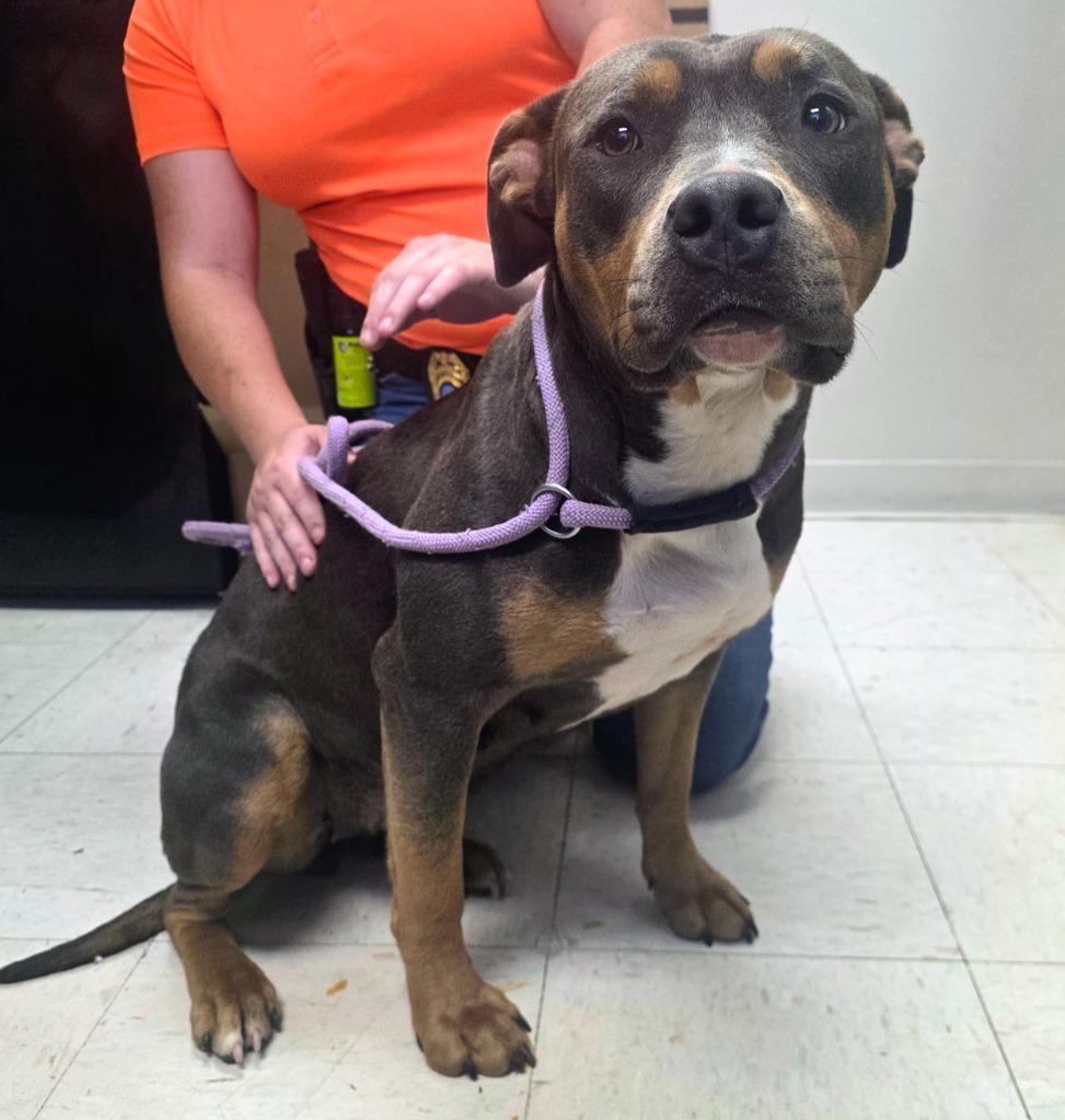 Enlarge Nika, a Adoptable Pit Bull Terrier in New Manchester, WV image 3/6