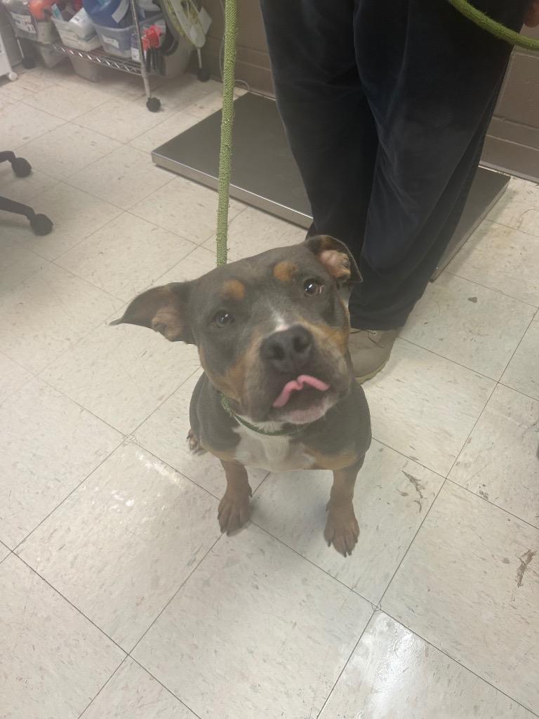 Enlarge Nika, a Adoptable Pit Bull Terrier in New Manchester, WV image 6/6