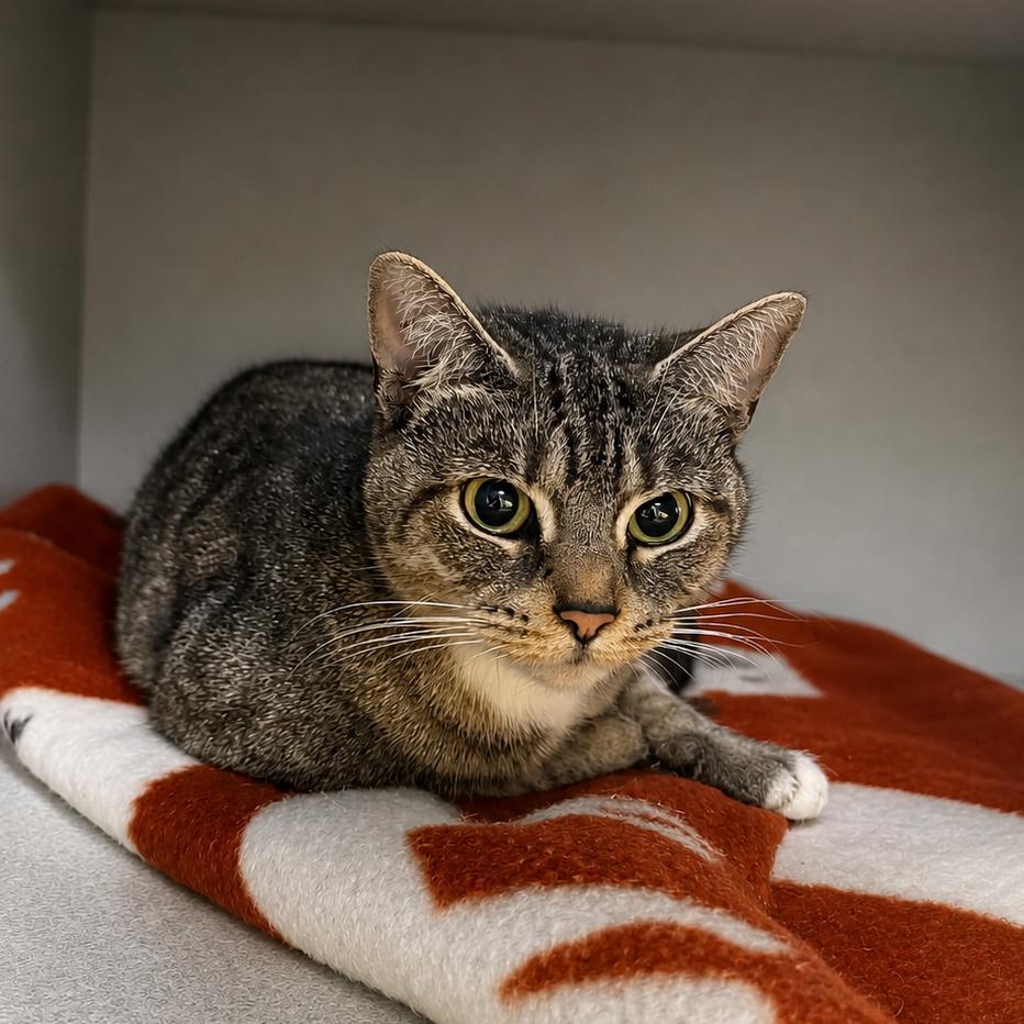 Star Crunch, a Adoptable Domestic Short Hair in Parkersburg, WV image 1/2