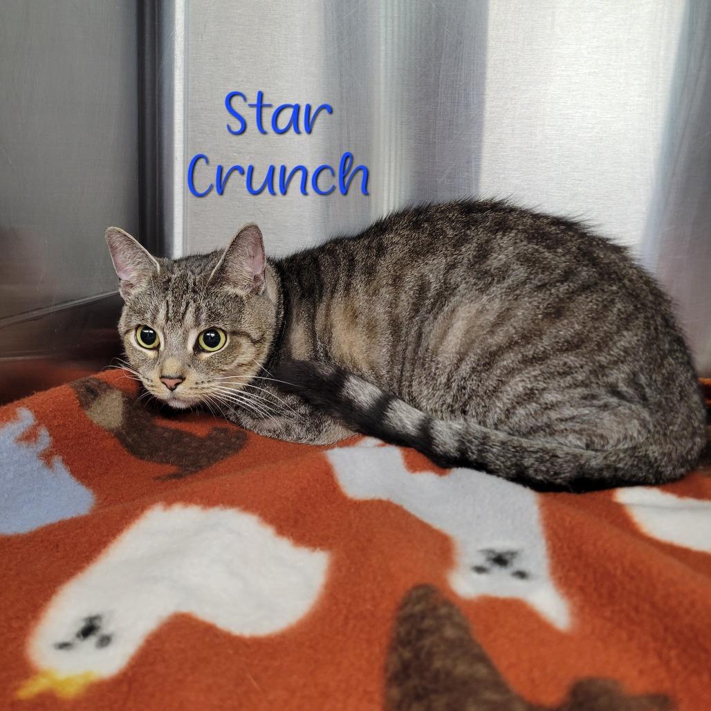 Star Crunch, a Adoptable Domestic Short Hair in Parkersburg, WV image 2/2