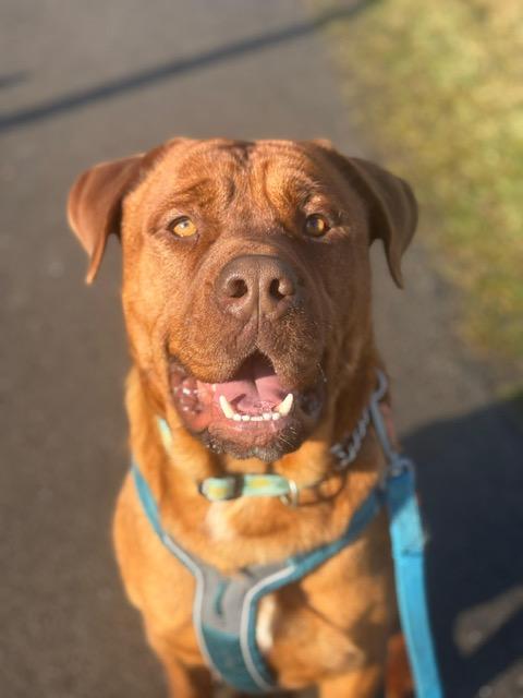 Diesel, adoptable, Adult Male Mastiff.
