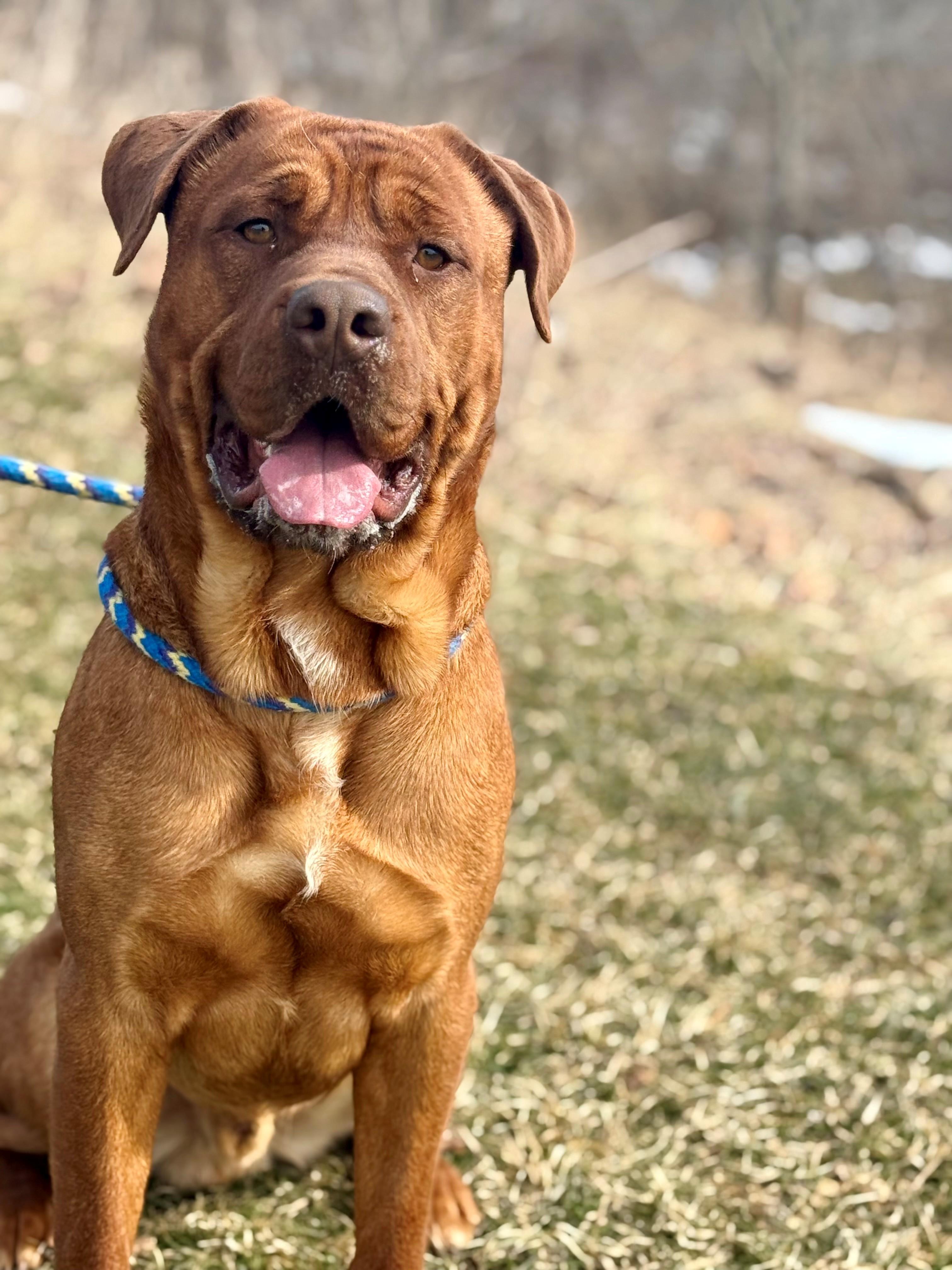 Enlarge Diesel, an adoptable mixed breed in Hamilton, ON image 6/6