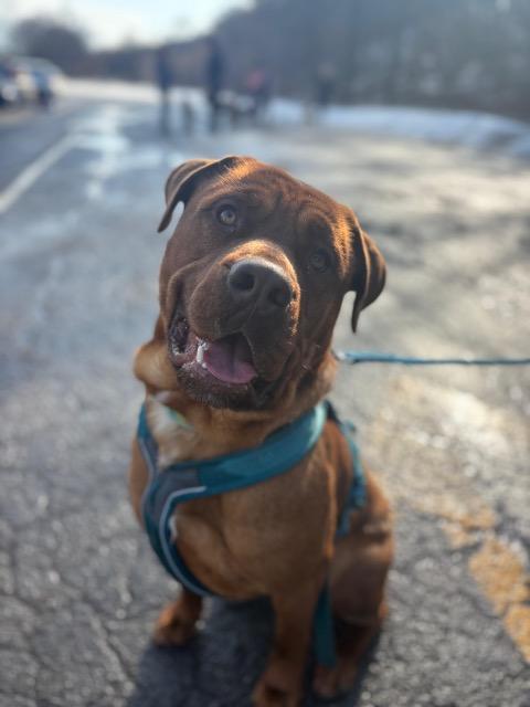 Enlarge Diesel, an adoptable mixed breed in Hamilton, ON image 4/6