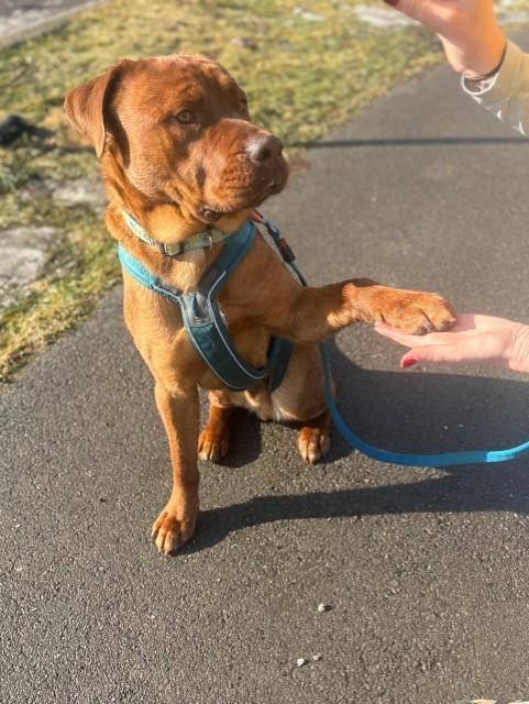 Enlarge Diesel, an adoptable mixed breed in Hamilton, ON image 3/6