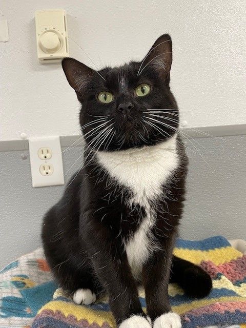 Daisy-SPONSORED ADOPTION-FREE WITH APPROVED ADOPTION APPLICATION, a Adoptable Domestic Short Hair in Hayward, WI image 1/2