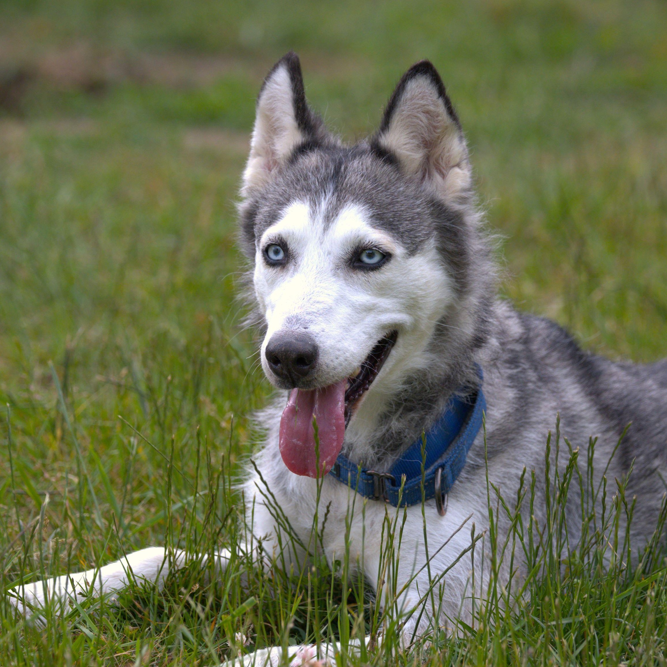 Lady, Adoptable, Adult Female Husky.