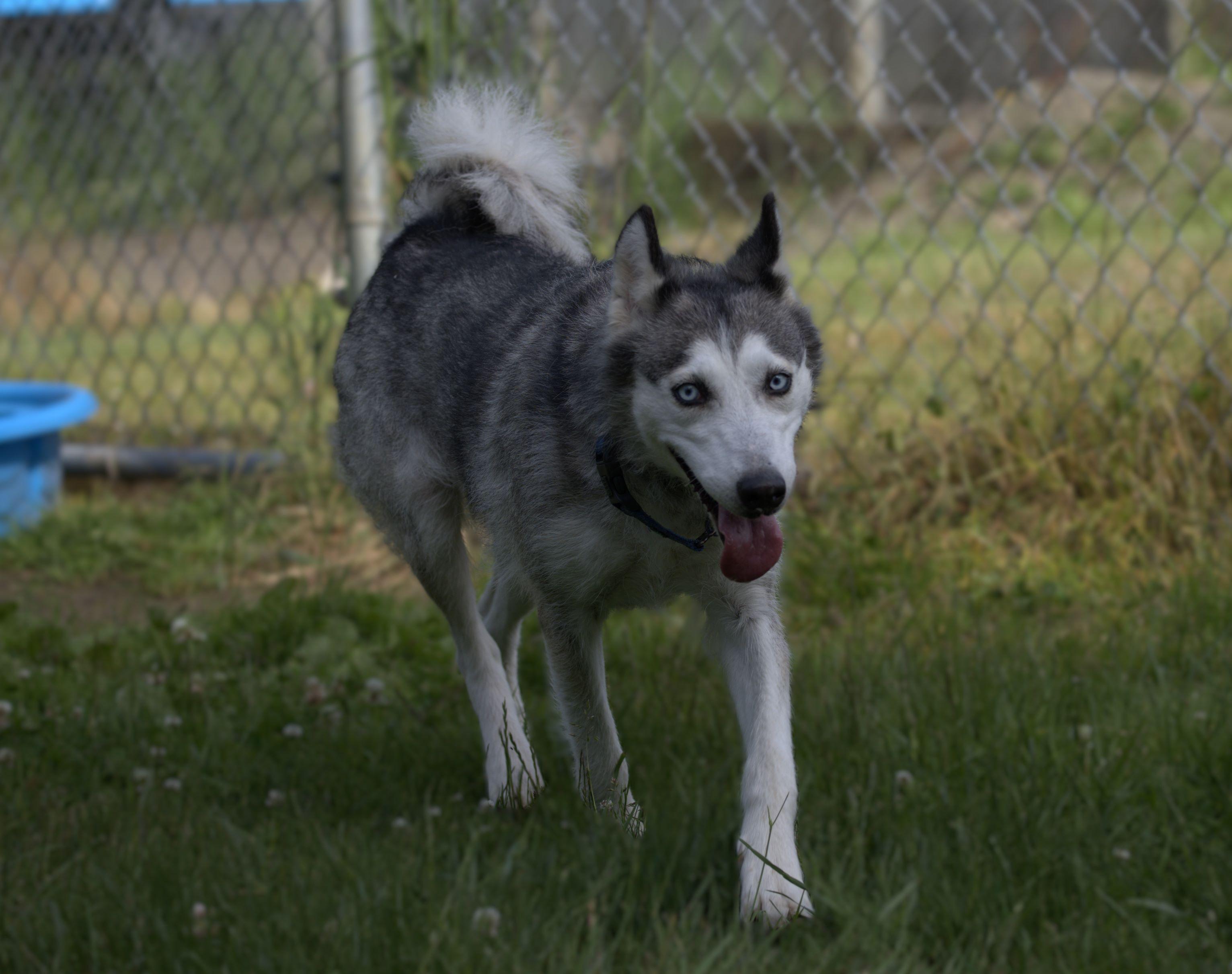 Enlarge Lady, a Adoptable mixed breed in Hoquiam, WA image 3/6