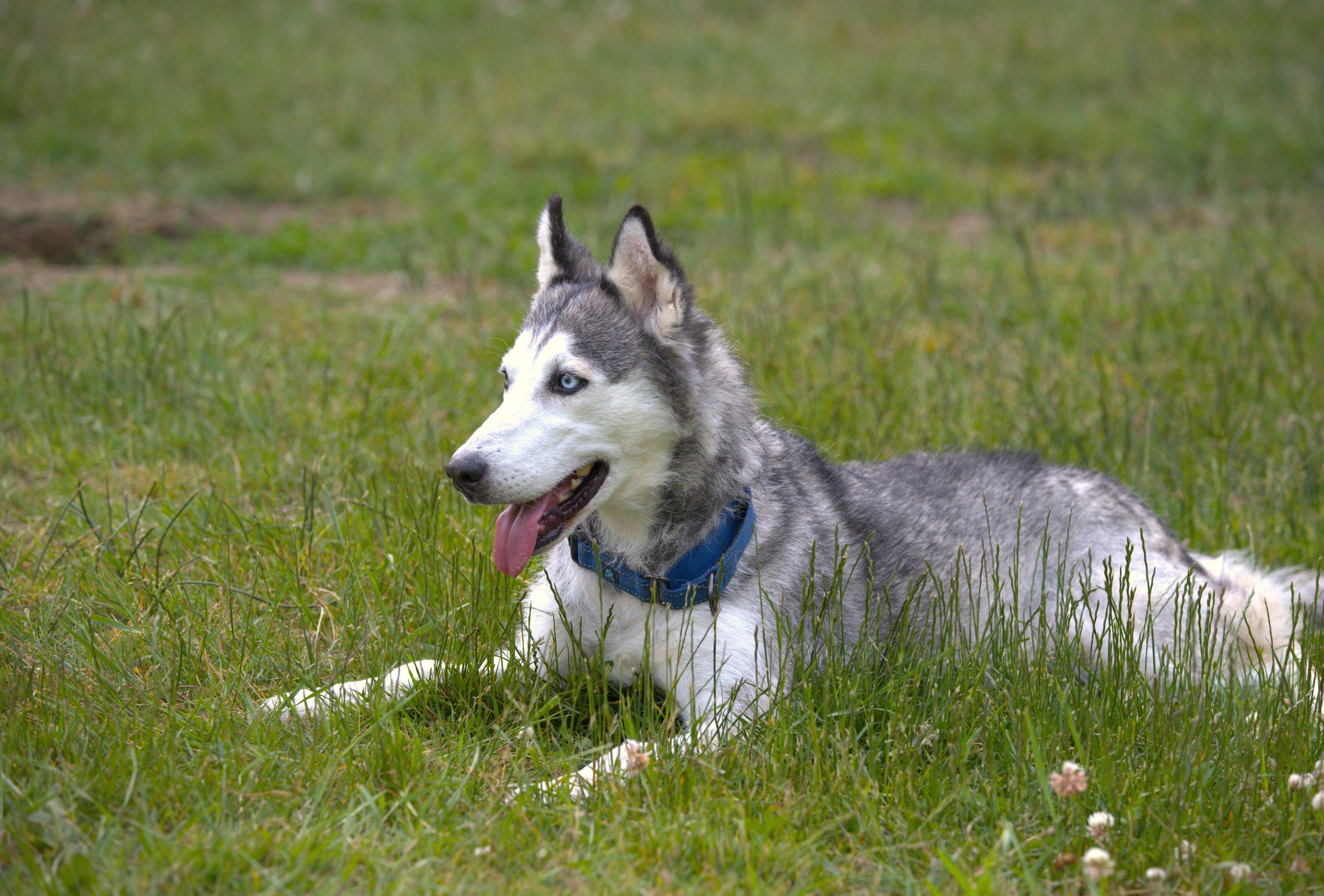 Enlarge Lady, a Adoptable mixed breed in Hoquiam, WA image 2/6