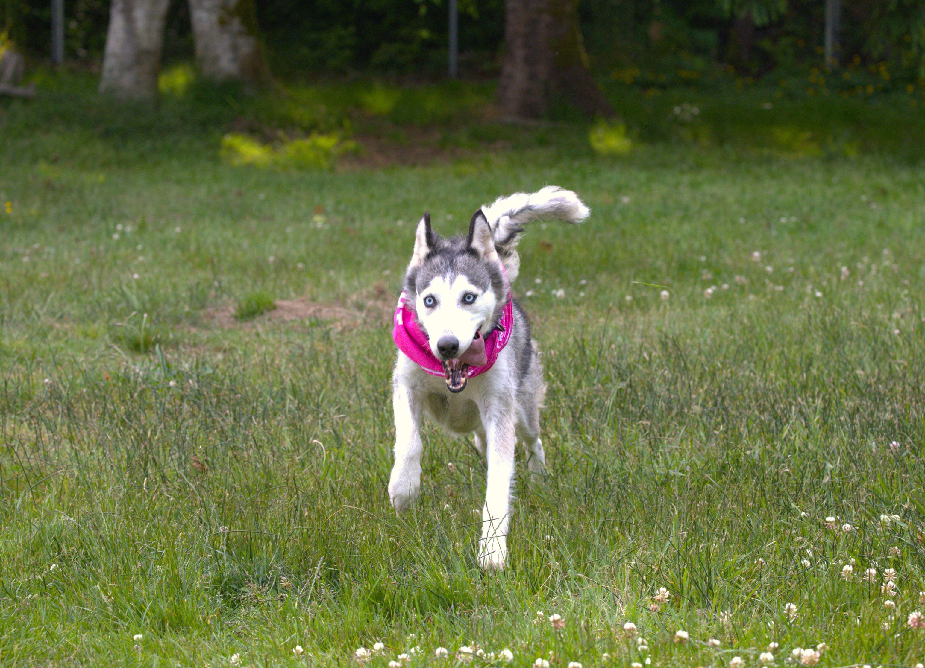 Enlarge Lady, a Adoptable mixed breed in Hoquiam, WA image 5/6