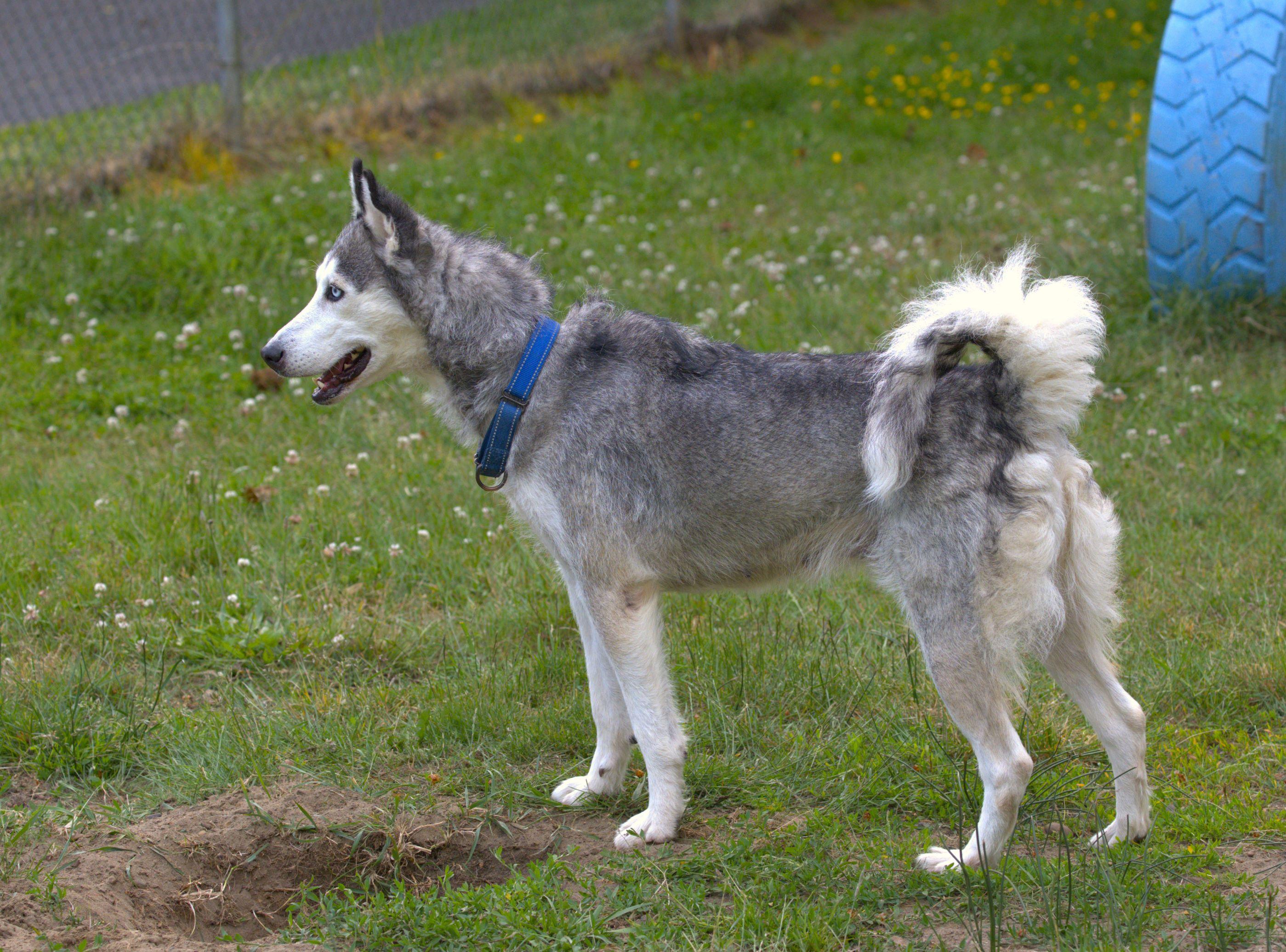 Enlarge Lady, a Adoptable mixed breed in Hoquiam, WA image 4/6