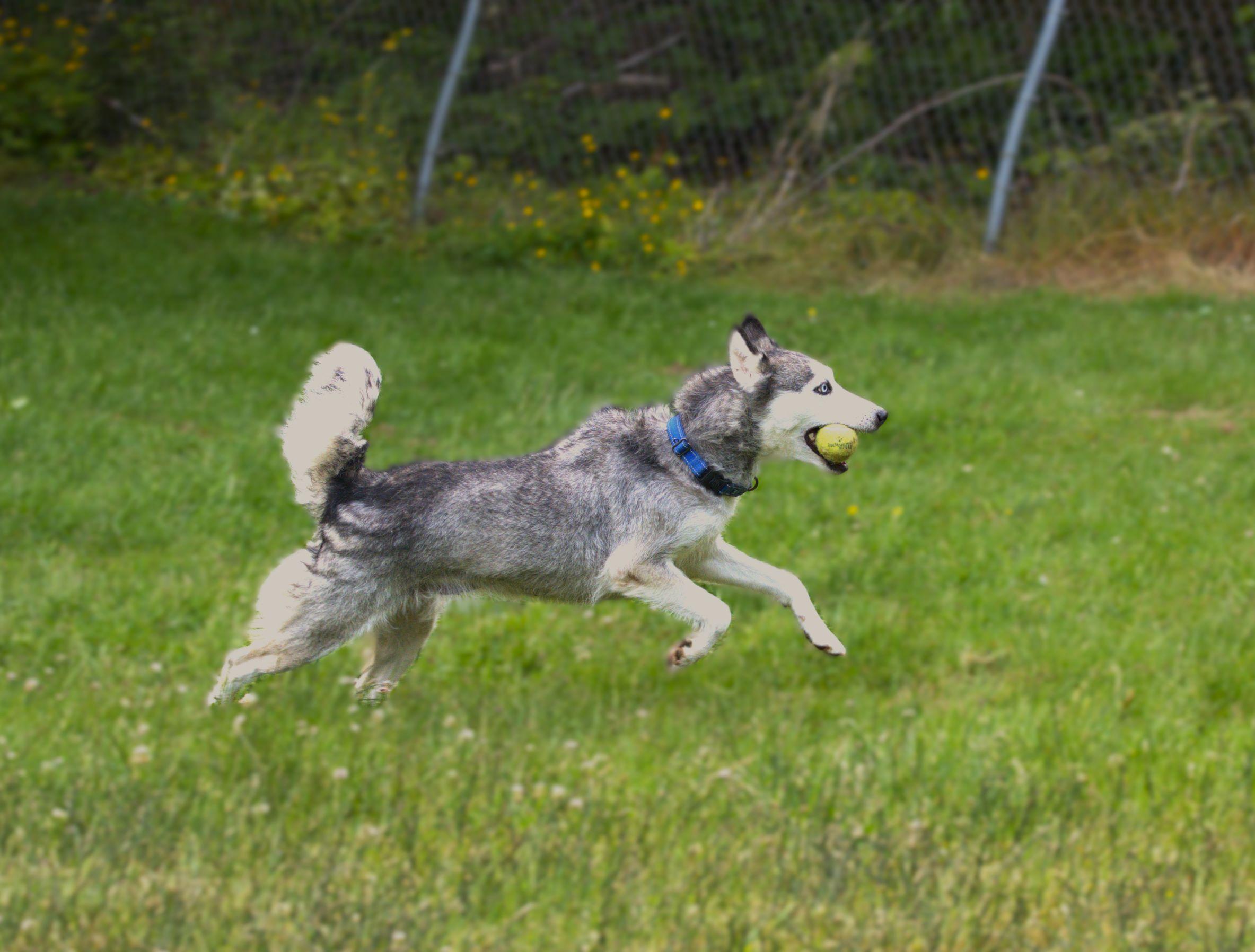 Enlarge Lady, a Adoptable mixed breed in Hoquiam, WA image 6/6