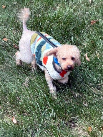 Enlarge Jaylan, a Adopted Miniature Poodle in Bedford Hills, NY image 5/5