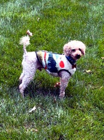 Enlarge Jaylan, a Adopted Miniature Poodle in Bedford Hills, NY image 4/5