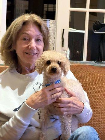 Enlarge Jaylan, a Adopted Miniature Poodle in Bedford Hills, NY image 2/5