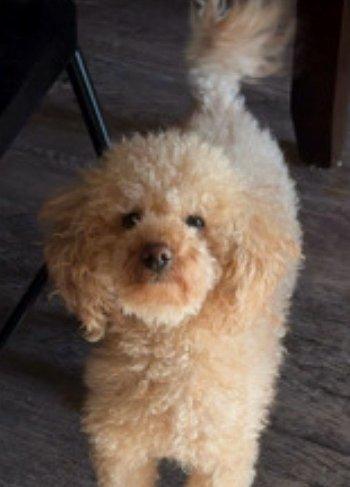 Enlarge Jaylan, a Adopted Miniature Poodle in Bedford Hills, NY image 1/5