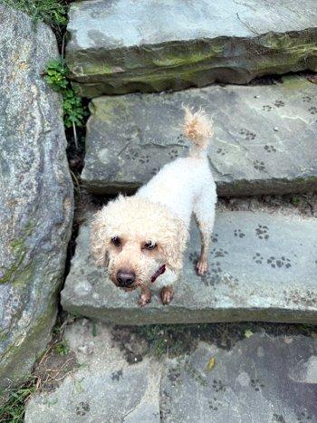 Enlarge Jaylan, a Adopted Miniature Poodle in Bedford Hills, NY image 3/5