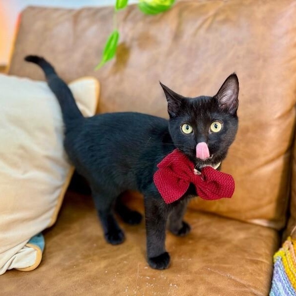 Umbreon Pokemon — thumbnail 2