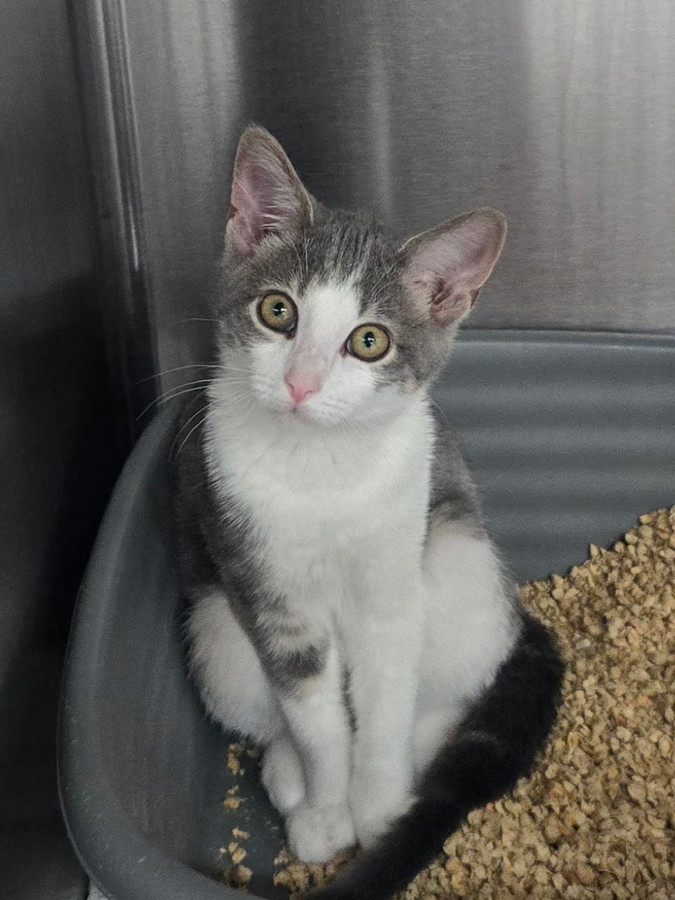 Babe, a ADOPTABLE Domestic Short Hair in Mount Vernon, OH image 2/2