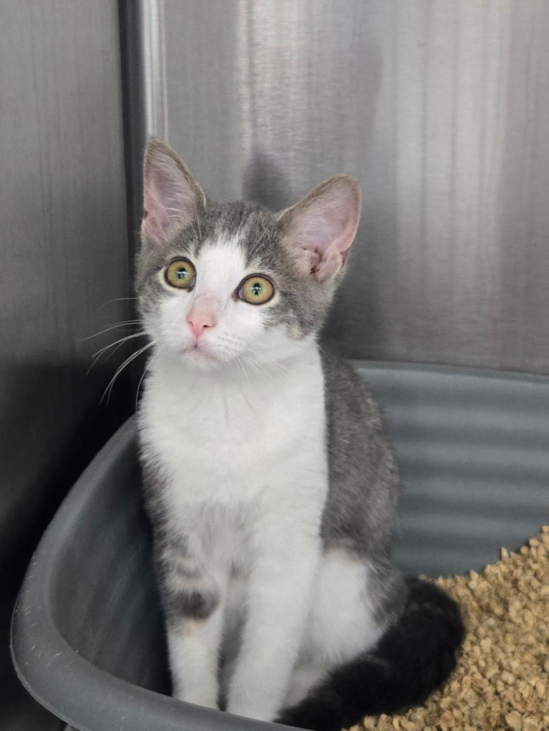 Babe, ADOPTABLE, Young Female Domestic Short Hair.