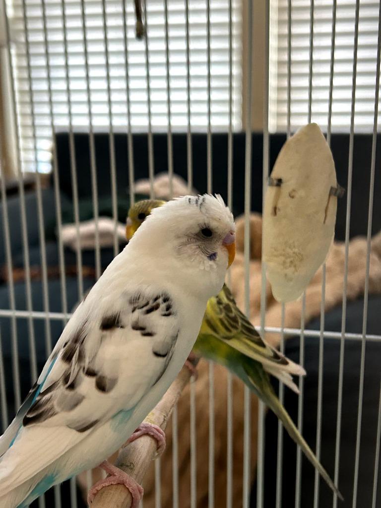 Buzz, Adoptable, Young Male Parakeet (Other).