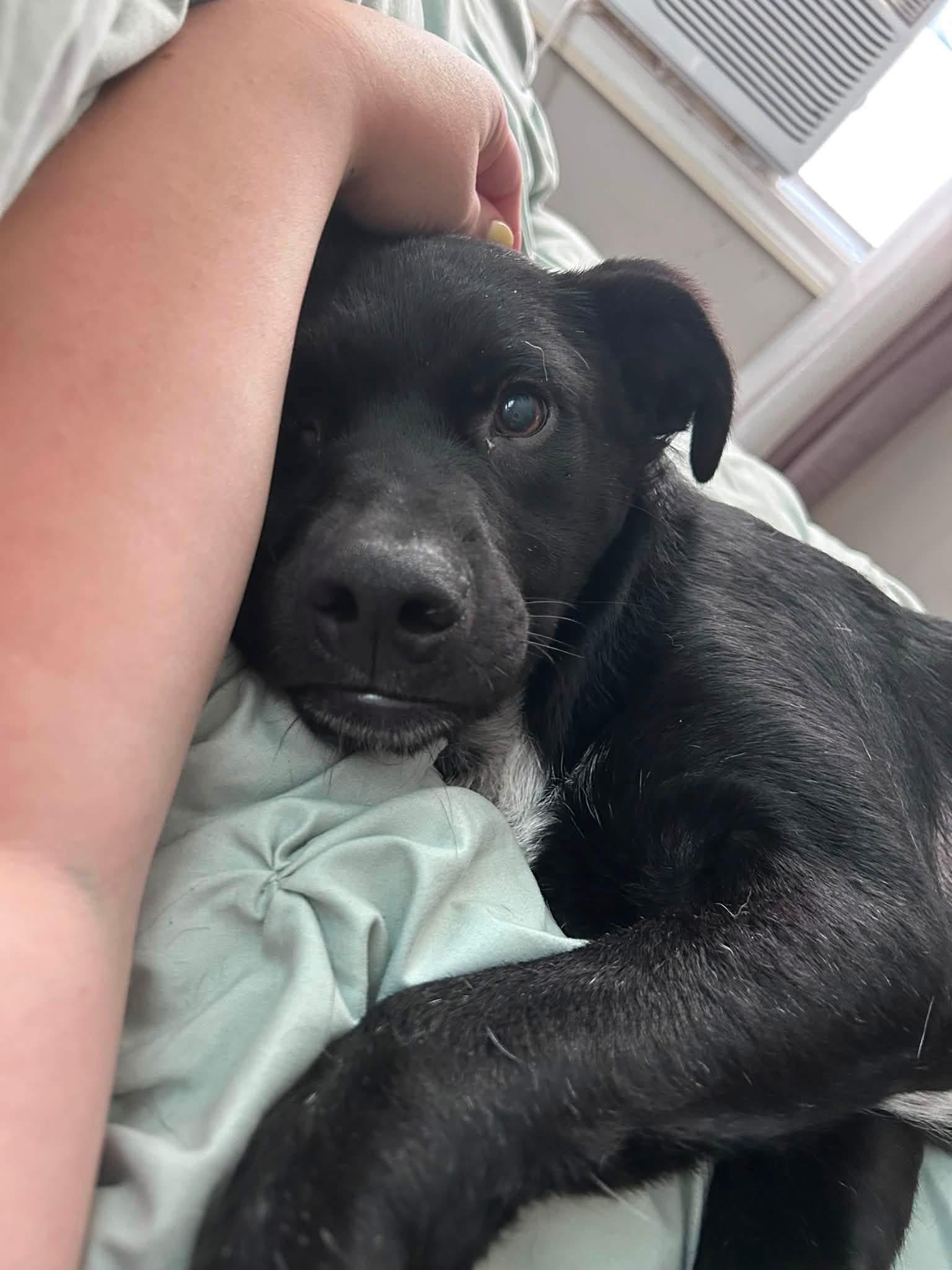 Horace, adopted, Puppy Male Black Labrador Retriever.