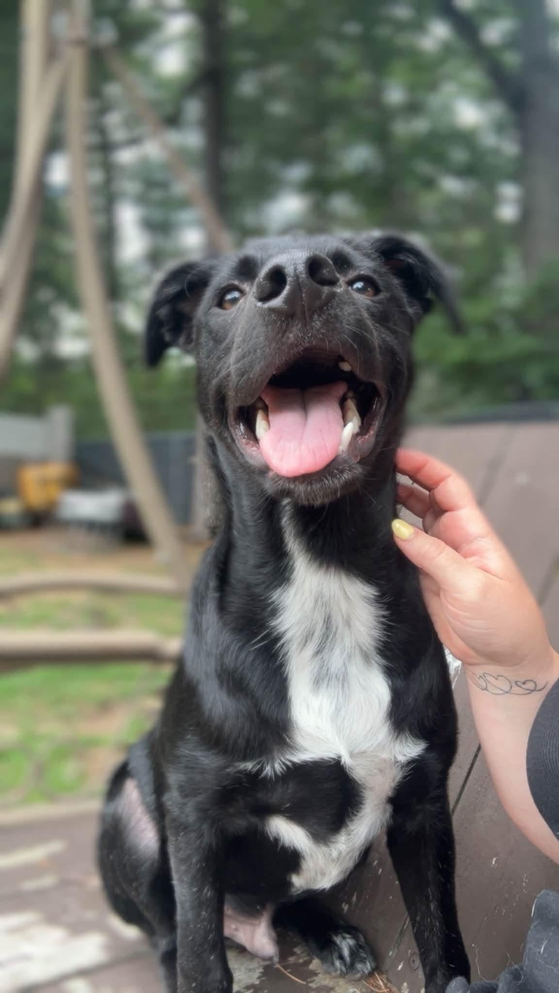 Horace, an adopted mixed breed in Billerica, MA image 5/5