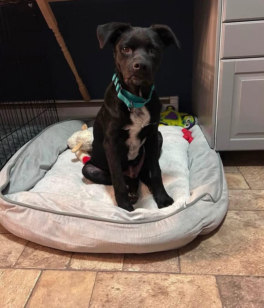 Horace, an adopted mixed breed in Billerica, MA image 4/5