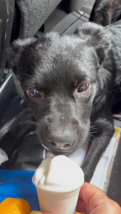 Enlarge Horace, an adopted mixed breed in Billerica, MA video 1/5