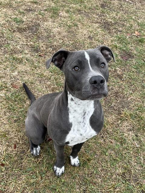 Enlarge ZEUS, a Adoptable Pit Bull Terrier in Lees Summit, MO image 1/1