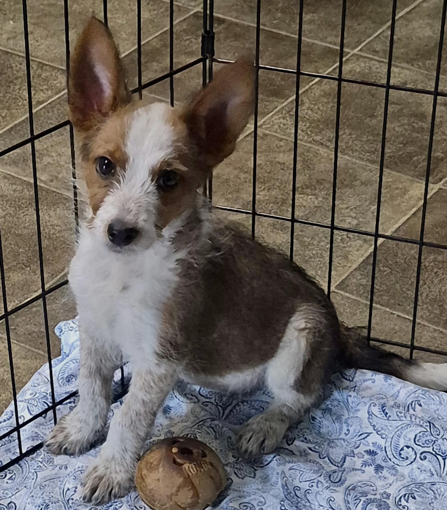 Bella, an adopted mixed breed in Los Angeles, CA image 2/3