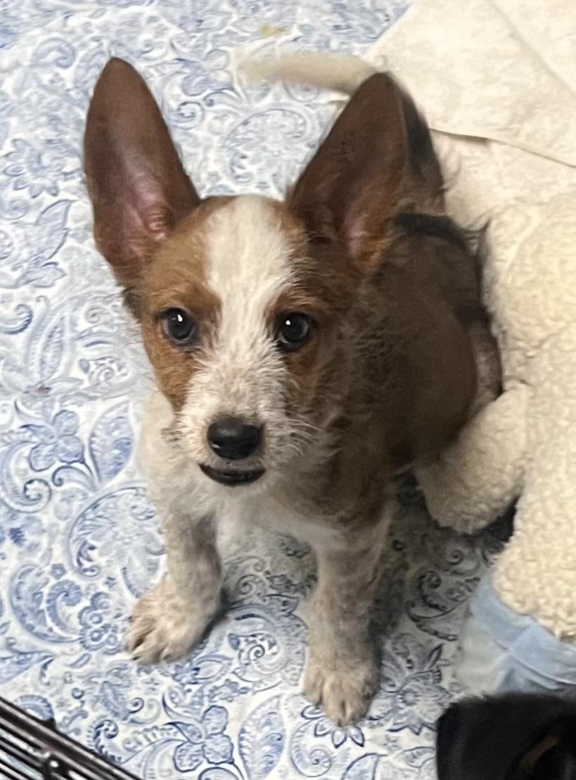 Bella, adopted, Puppy Female Australian Shepherd & Terrier.