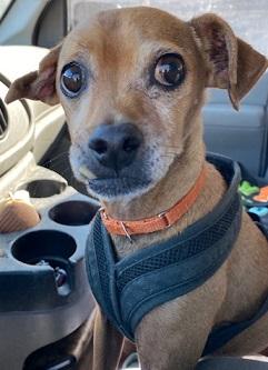 Enlarge Otto, a Adoptable Mixed Breed in Dripping Springs, TX image 5/5