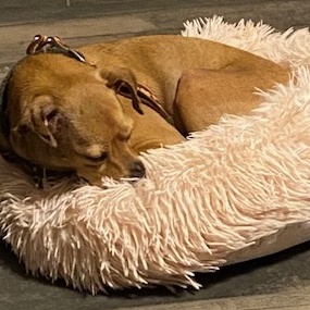 Enlarge Otto, a Adoptable Mixed Breed in Dripping Springs, TX image 4/5